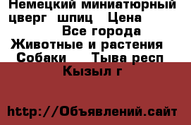 Немецкий миниатюрный(цверг) шпиц › Цена ­ 50 000 - Все города Животные и растения » Собаки   . Тыва респ.,Кызыл г.